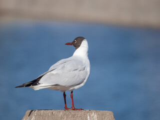 white seagull near the river
