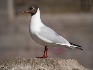 closeup portrait of a white seagull