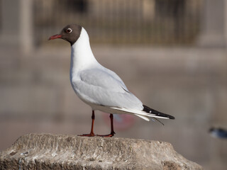 closeup portrait of seagull
