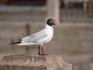 portrait of a white seagull