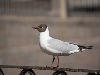 seagull on a fence