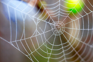 spider web with dew drops