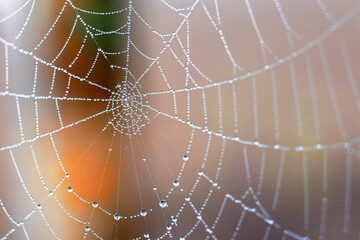spider web with dew drops