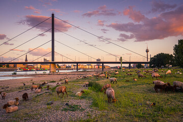 Düsseldorf mit Schafen auf den Rheinwiesen © frankaterhardt