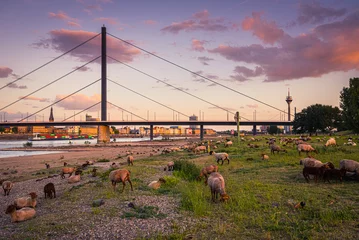 Düsseldorf mit Schafen auf den Rheinwiesen © frankaterhardt