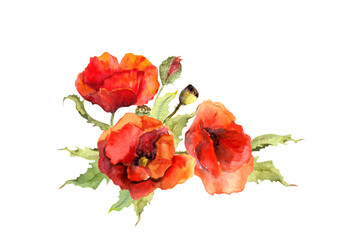 Red poppies flowers illustration. Watercolor drawing in hand painted vintage style