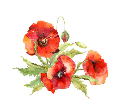 Watercolor red poppies bouquet. Hand painted flowers illustration