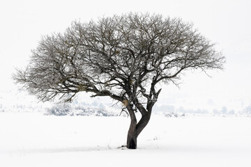 Trees in Winter and Snows