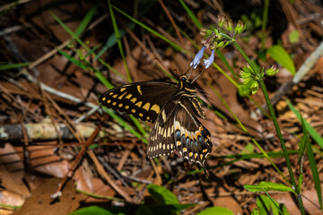 Palamedes Swallowtail (Papilio palamedes) Feeding on Lyreleaf sage (Salvia lyrata)