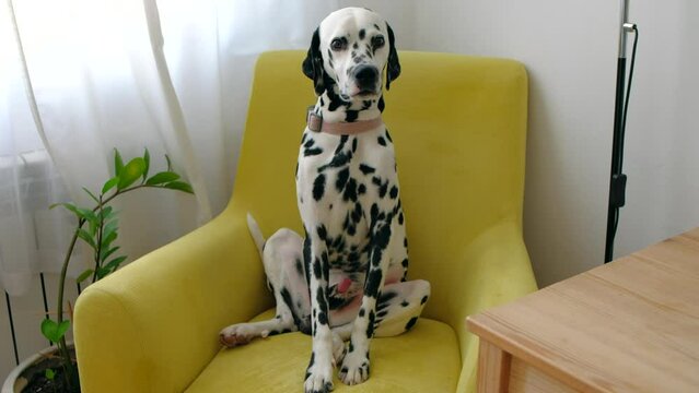 Sweet Dalmatian dog pet sitting in yellow armchair in home interior. Relaxing home animal portrait. 