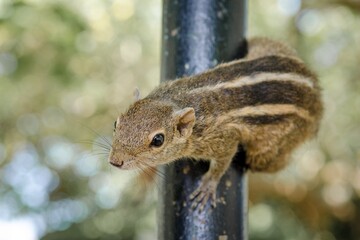 chipmunk in the park