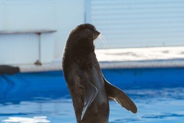 seal in the water