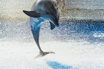 dolphin jumping out of water