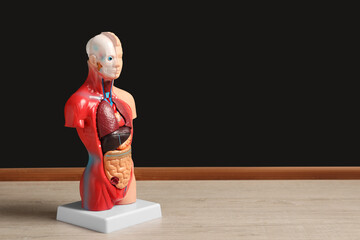 Human anatomy mannequin showing internal organs near chalkboard. Space for text