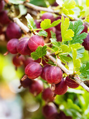 Ripe red gooseberries (Ribes uva-crispa) in homemade garden. Fresh bunch of natural fruit growing on branch on farm. Close-up. Organic farming, healthy food, BIO viands, back to nature concept. - obrazy, fototapety, plakaty