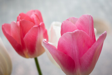 Blooming pink and white tulips. Tulips buds. Tulip backdrop