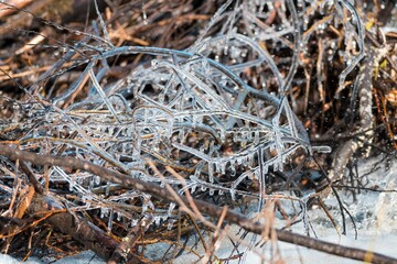 frozen tree branches
