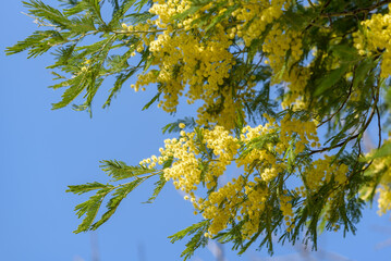 Yellow acacia flower, silver wattle
