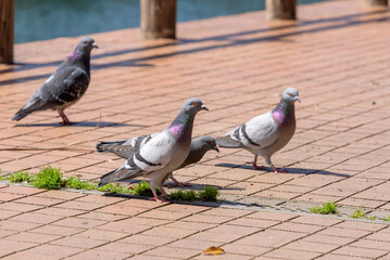 Flock of pigeons on tiled ground