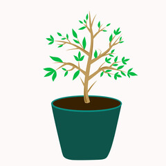 vector image of a plant in a pot as a decoration