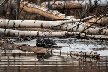 beaver swims in the river
