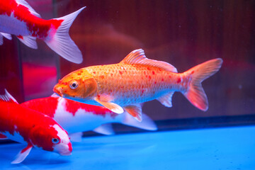 Close-up of big koi carp raised in professional fish tank