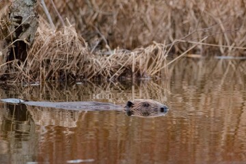 beaver swims in the river