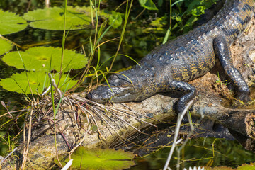 Primer plano de un cocodrilo moreletti durmiendo sobre un tronco en un lago