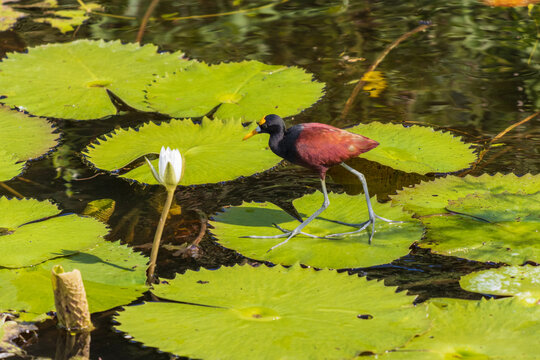 Vista de un p&aacute;jaro jacana del norte parado en una hoja verde en un lago en un d&iacute;a soleado