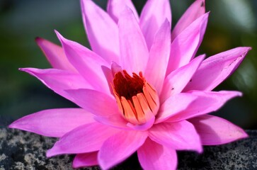 Nymphaea is a genus of hardy and tender aquatic plants in the family Nymphaeaceae.