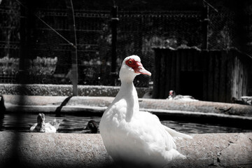 Duck with black and white filter and red colour