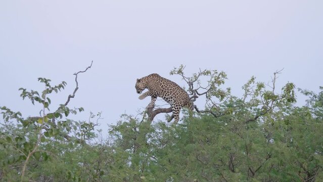 Leopard sitting on tree top