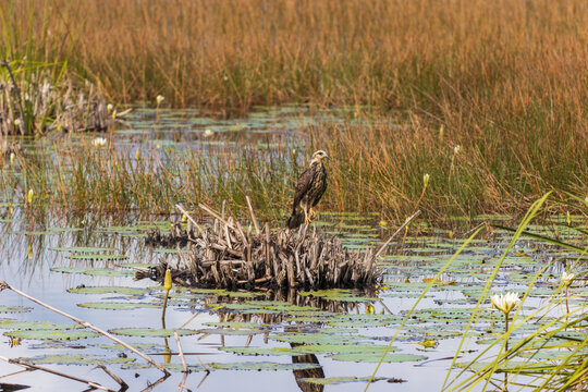 Hermosa toma de un halcón parado sobre plantas flotantes en medio del lago