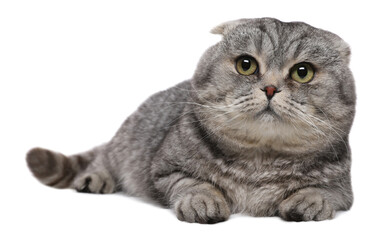 Cute Scottish fold cat on white background