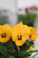 Garden yellow pansy on a windosill in the flower shop. Hybrid pansy or viola tricolor.