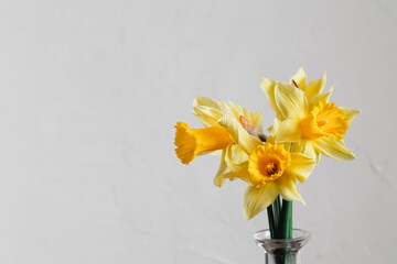 Yellow and white large cupped Daffodil Slim Whitman (narcissus) flower in a vase on a white background.