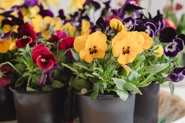Colored pansy in a pots in a flower market. Spring flower. Yellow, burgundy and purple pansy or viola tricolor.