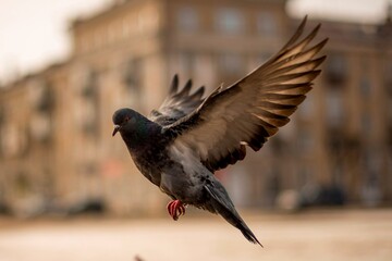 pigeon in flight