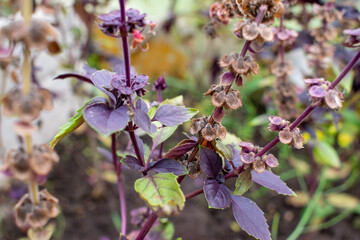 Macro photos of plants. Fresh basil bush in greenhouse.