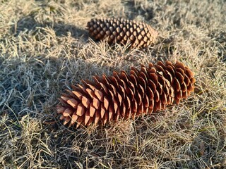 pine cones on the ground