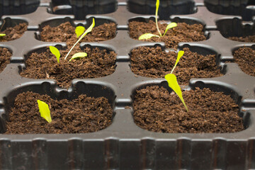 plant in soil