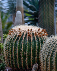 Big exotic cacti growing in the greenhouse 