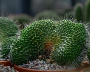 Naklejka na ściany i meble Big exotic cacti growing in the greenhouse 