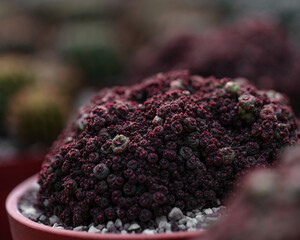 Cactus plant Mammillaria bocasana monstrosa also known as Cactus Fred. Fred is one of the most...