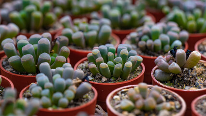 Many small potted succulent plants Fenestraria Aurantiaca (known as babies' toes or window plant)...