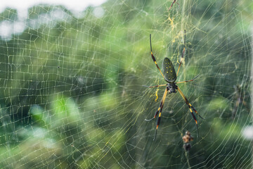 golden silk spider of the Nephila family, characterized by spinning its webs with a distinctive golden color, best seen in sunlight. located in the Colombian coffee region. 6 centimeter spider.