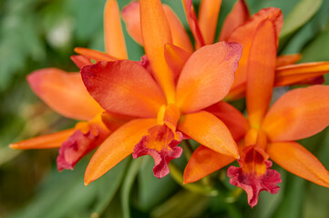 Fototapeta premium Cattlianthe Trick or Treat Orchid in greenhouse