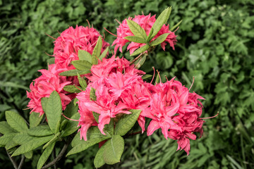 Rhododendron 'Homebush' (Rhododendron x kosterianum) in garden