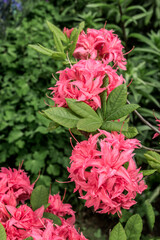 Rhododendron 'Homebush' (Rhododendron x kosterianum) in garden
