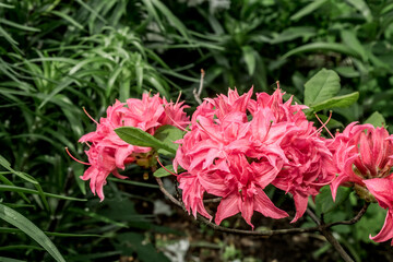 Rhododendron 'Homebush' (Rhododendron x kosterianum) in garden